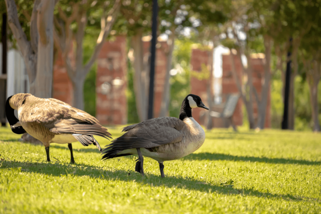 Ducks Roaming Free in Skilled Nursing Facility Wichita Falls TX