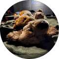Lilyan T. profile picture